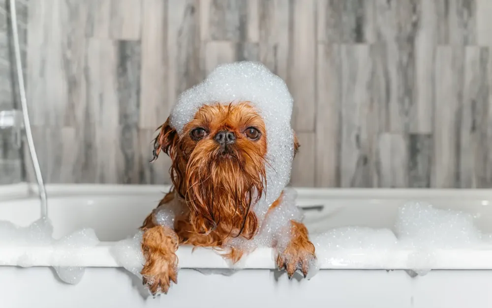 toilettage-chien
